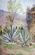 Magueyes_04